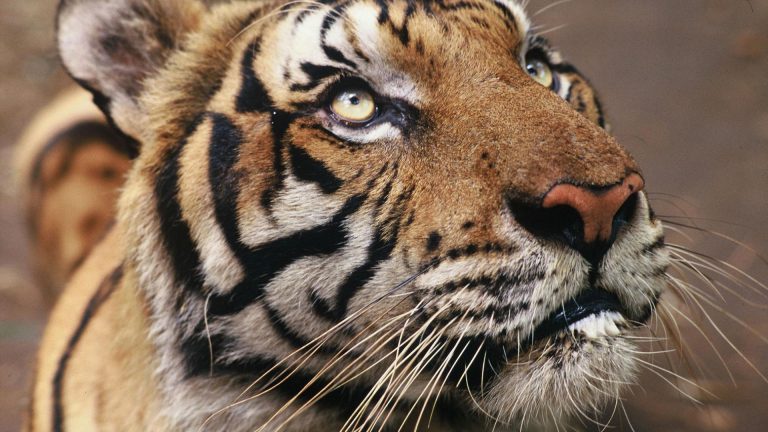 mission de sauvetage des tigres une initiative pour preserver la famille des chats
