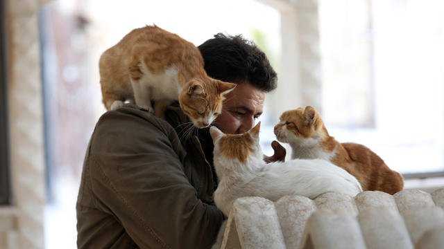 une etude sur les chats et les humains