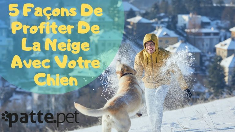 5 facons de profiter de la neige avec votre chien