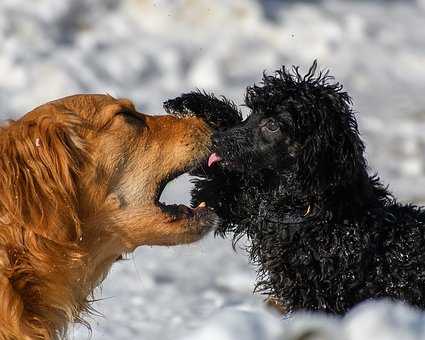 amener un deuxieme chien chez vous est ce une bonne idee