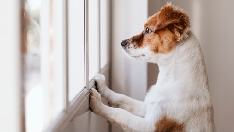 anxiete de separation chez les chiens de grande race