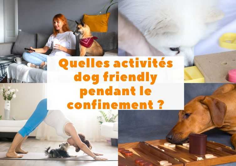 apprenez a prendre soin de votre chien et a renforcer votre amitie