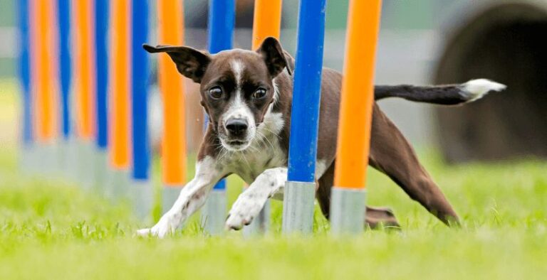 combien de courses sont trop nombreuses pour jouer a la piste de chien