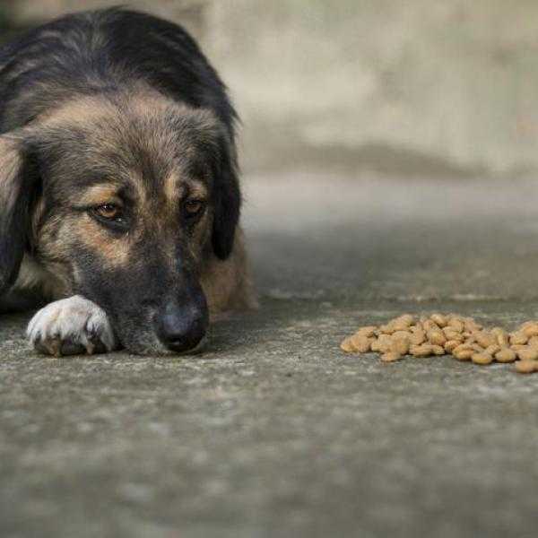 combien de temps les chiens peuvent ils rester sans manger