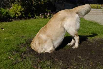 comment arreter le probleme de creusement de votre chien