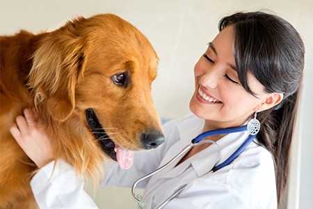 comment garder votre chien en bonne sante et votre portefeuille plein