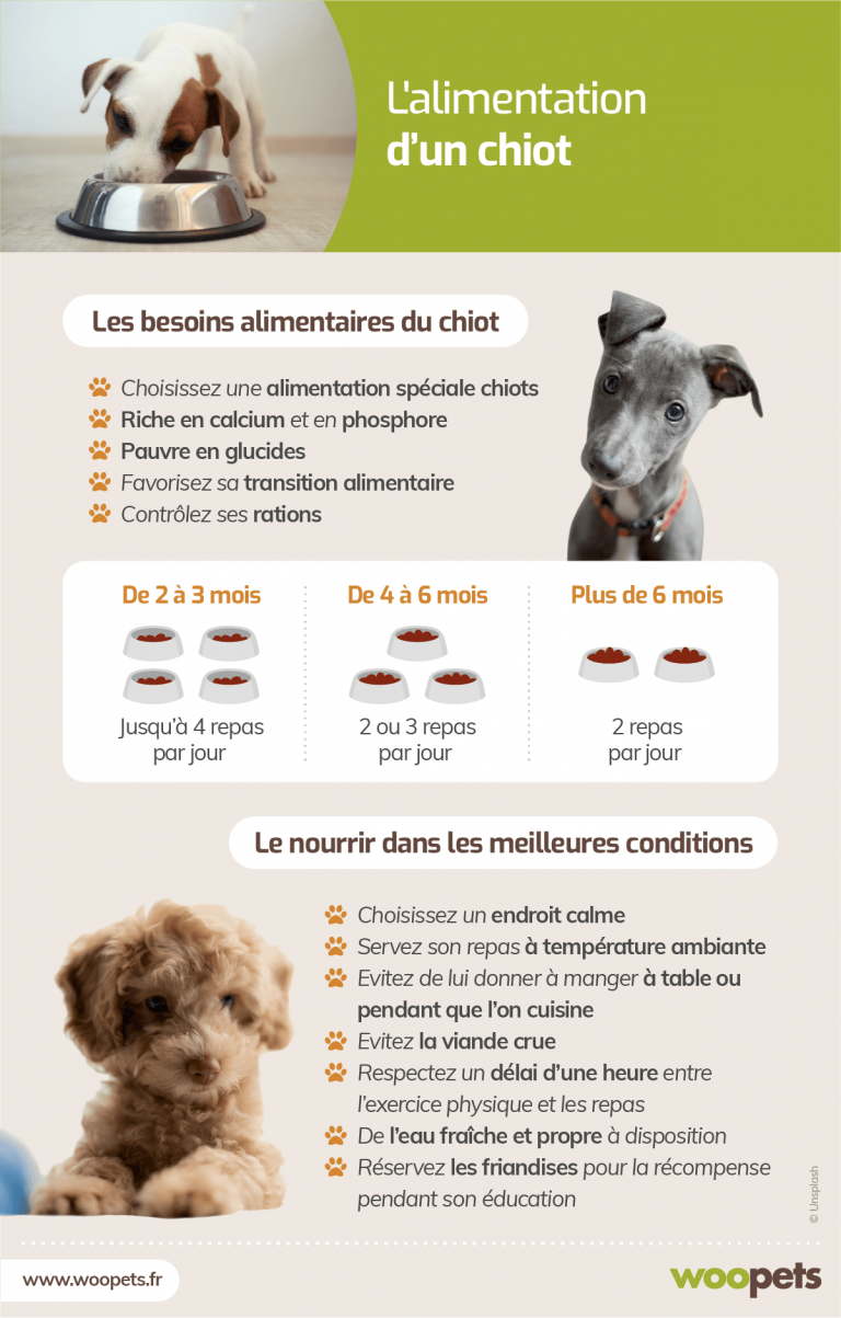 doit savoir les conseils de nutrition des chiens