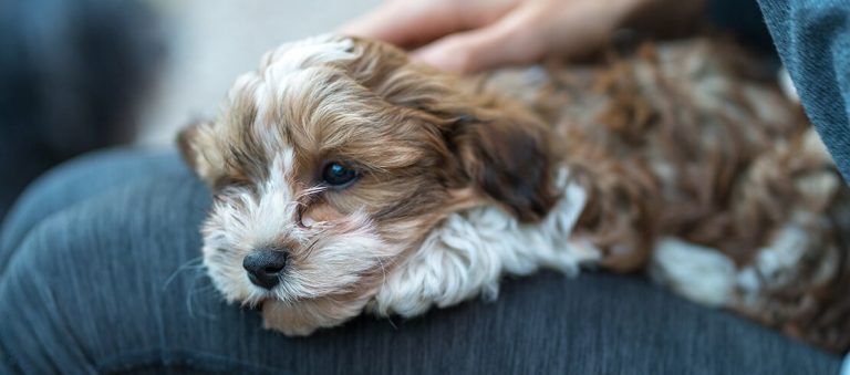 les chiens cavachon sont des compagnons aimants