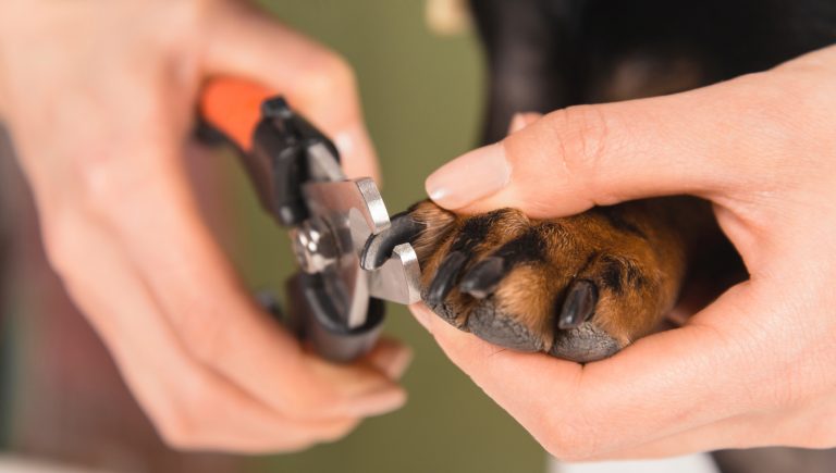 les ongles de votre chien sont ils trop longs decouvrez sils le sont et comment y reagir
