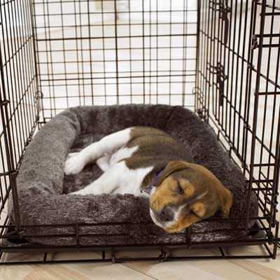 pourquoi vous ne devriez pas utiliser des caisses pour chiens comme punition