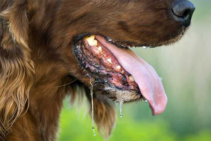 comment corriger la mauvaise haleine chez les chiens