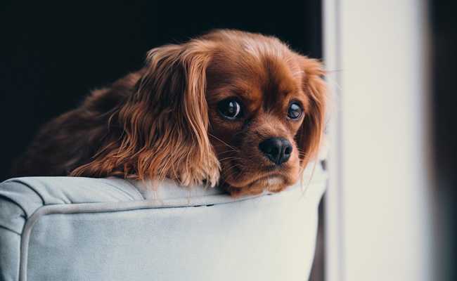 garder les chiens en securite pres des foyers