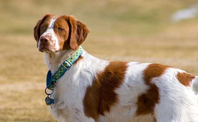 chien de chasse races de chiens