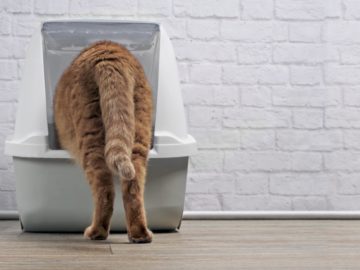 chat qui urine dans la maison que faire avant que votre maison ne devienne une litiere geante