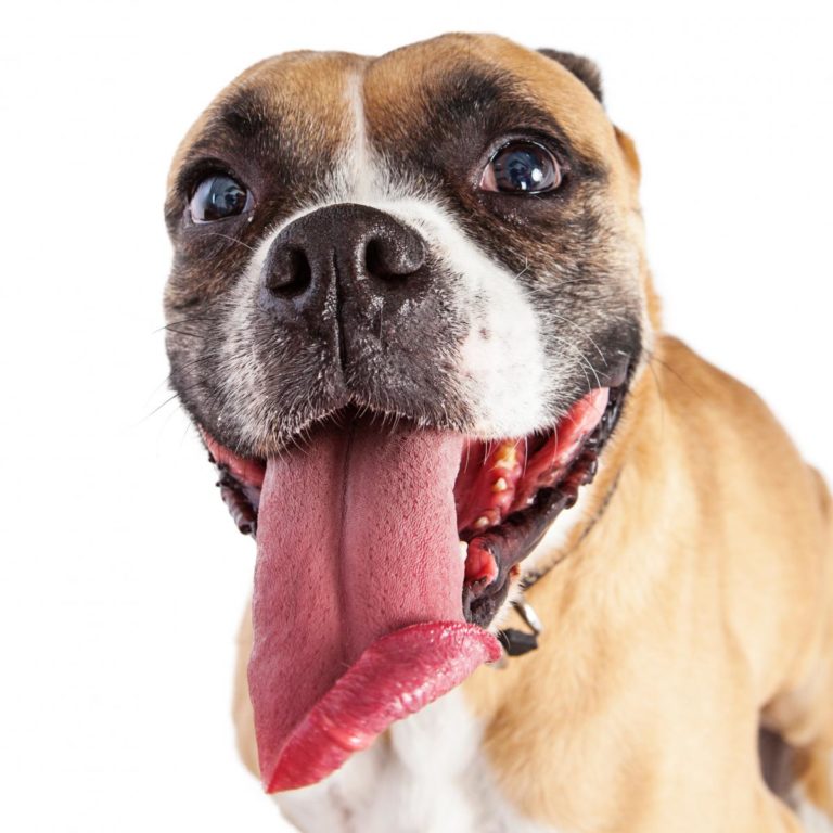 Parler la langue de votre chien