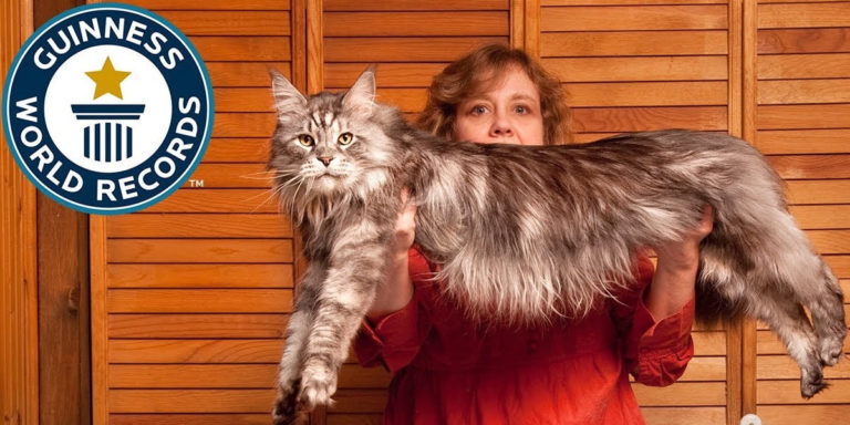 Quel est le plus gros chat du monde ?