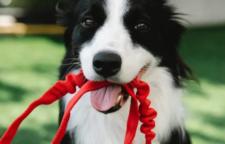 chien laisse