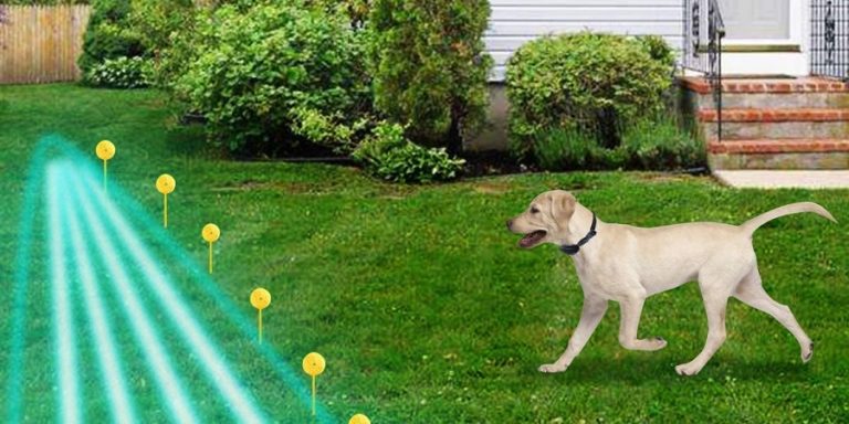 Choisir la meilleure clôture pour chien sans fil pour votre chien