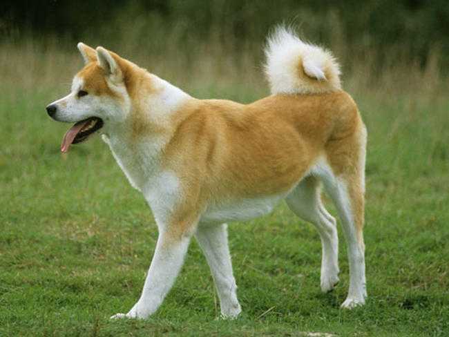 Profil de race de chien Akita Inu