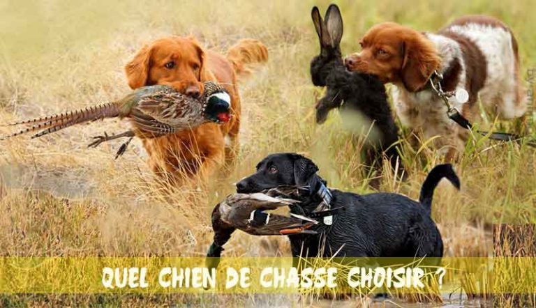 la race chien de chasse votre compagnon de chasse et compagnon