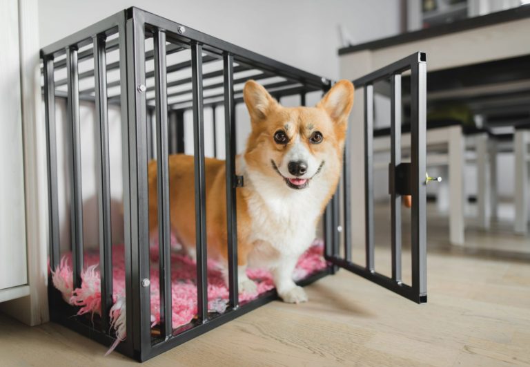 les nombreuses utilisations des chenils et des caisses pour chiens