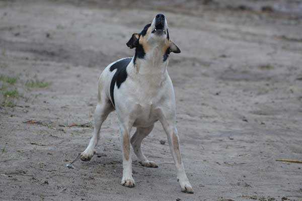 problemes daboiement de chien nimporte qui
