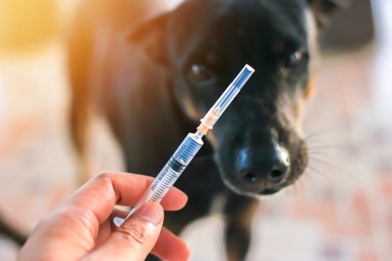 tous ces vaccins pour animaux de compagnie sont ils vraiment necessaires