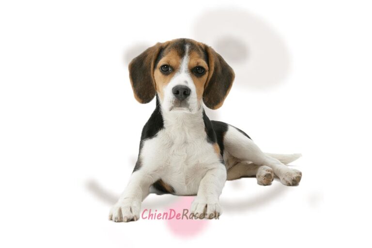 beagles et dou ils viennent