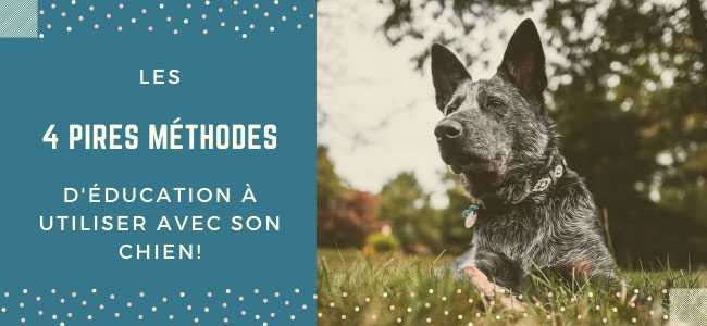 chien dentrainement positif techniques dentrainement qui fonctionnent vraiment