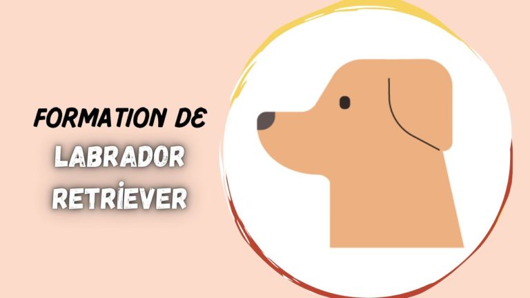 comment rendre la formation de chiot labrador facile