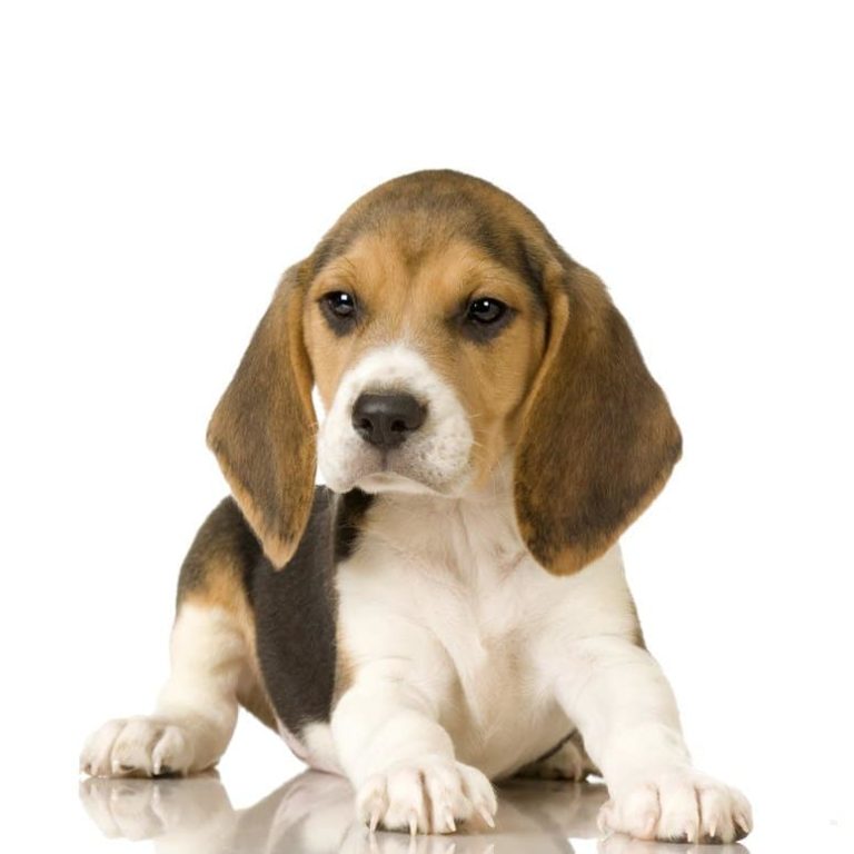 comprendre le diabete canin chez les beagles