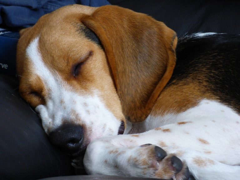 faciliter les gemissements des chiots comment empecher un chiot beagle de gemir