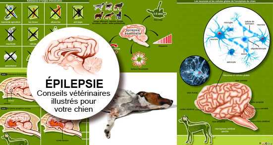 facteurs connus pouvant declencher des convulsions chez les chiens