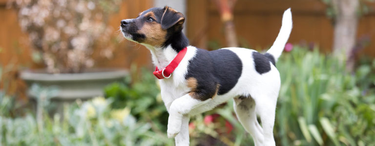 la meilleure facon deduquer un chiot a la proprete