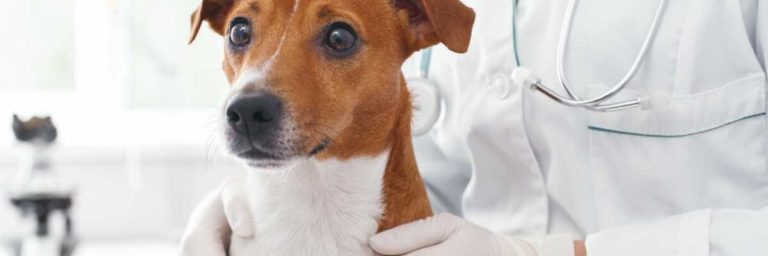le voyage special dun chien apres un avc