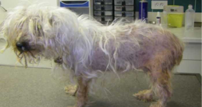 maladie de cushing chez le chien