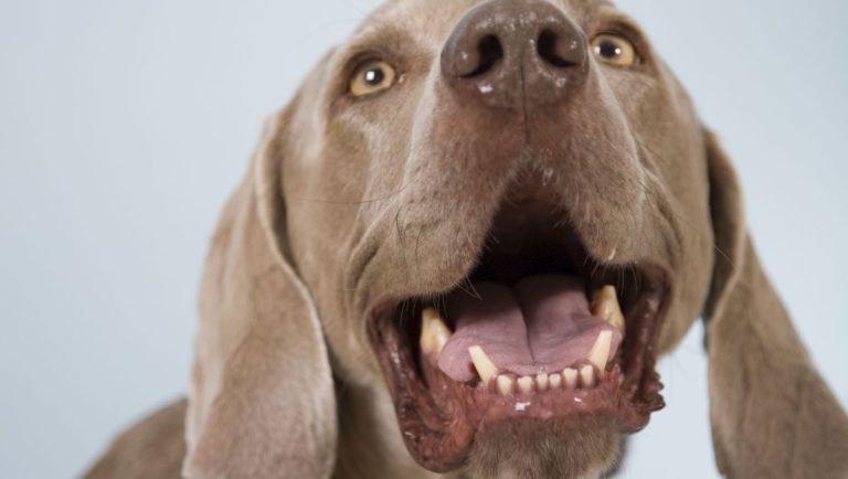 mon dieu mon chien a mauvaise haleine