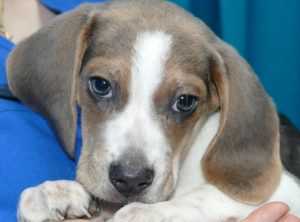 puces tiques et votre beagle symptomes traitements et prevention