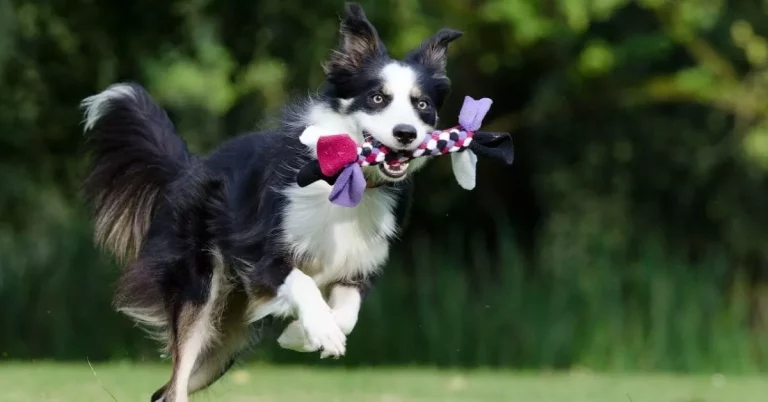 chien border collie comment faire face a ses gemissements dun border collie