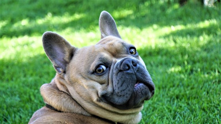 clicker dressant votre bouledogue francais est ce pour vous
