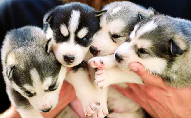 comment choisir le bon chiot beabull