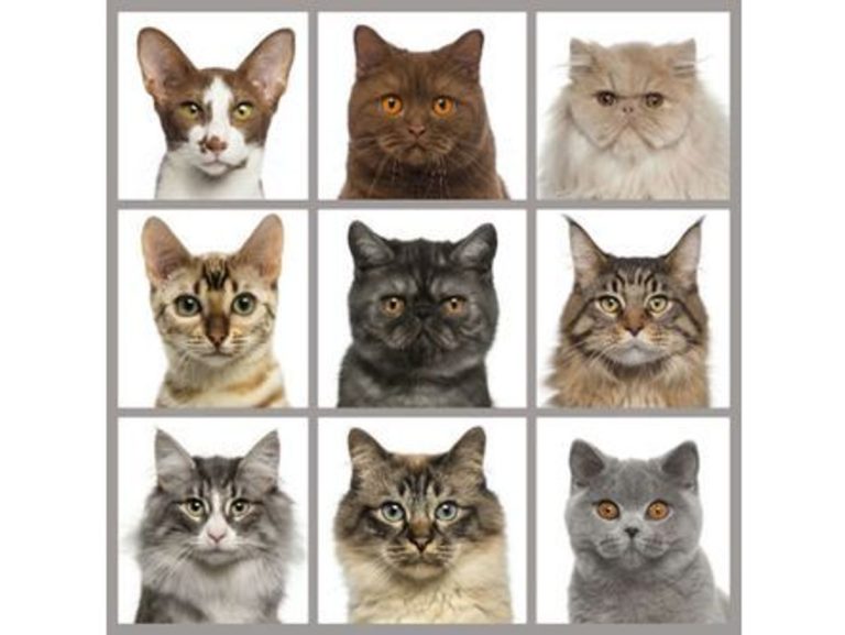 Différentes races de chats – Types de chats