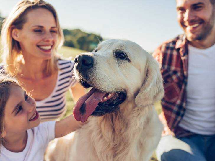 le meilleur ami de lhomme choisir un chien pour la famille