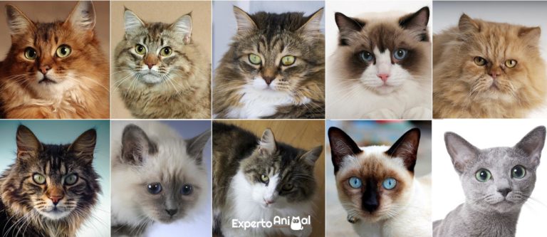 les dix races de chats les plus populaires
