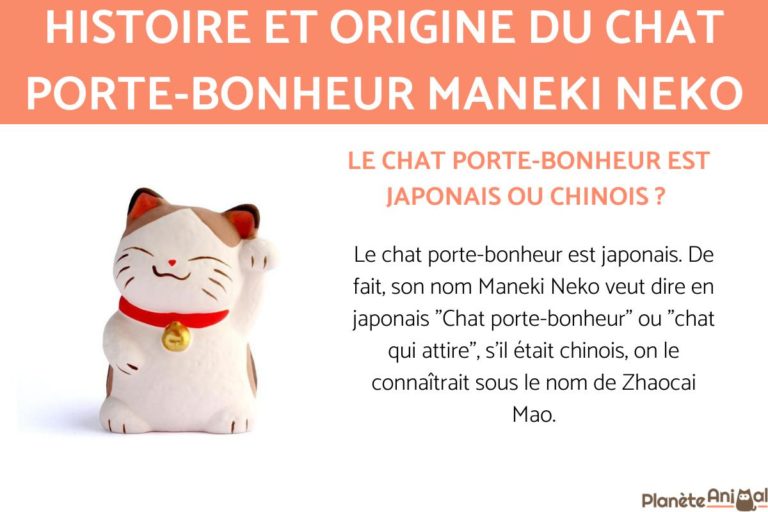 maneki neko histoires de chats et plus