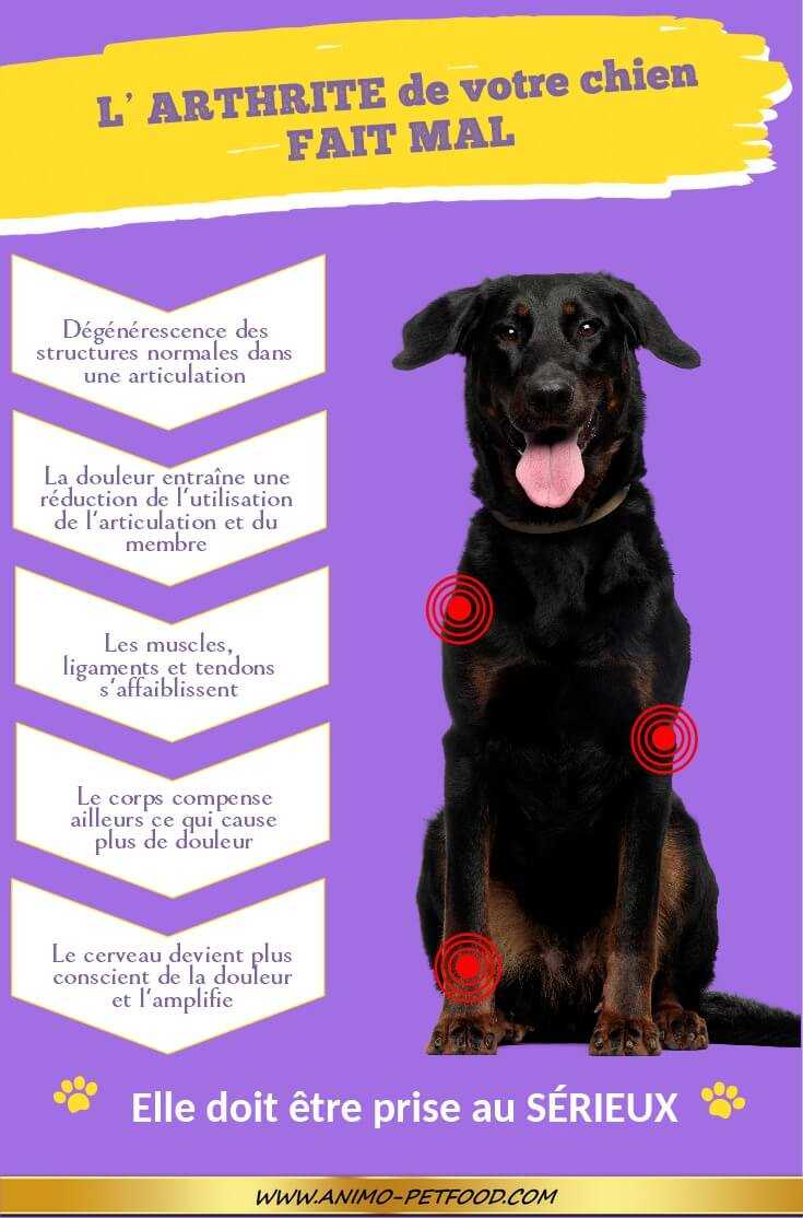 quelles sont les causes des douleurs articulaires chez votre chien age