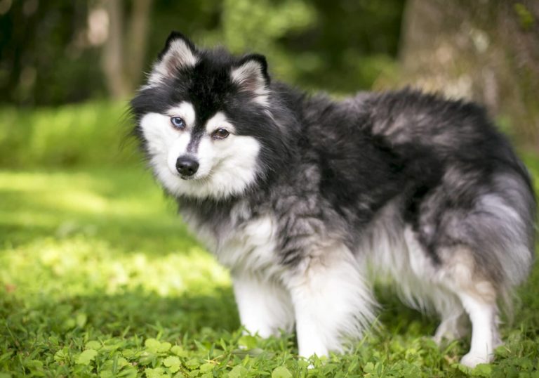 question sur la race de chien existe t il une race de chien appelee husky miniature