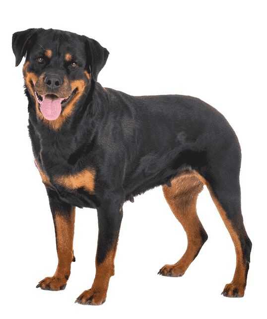 rottweilers dou viennent ils