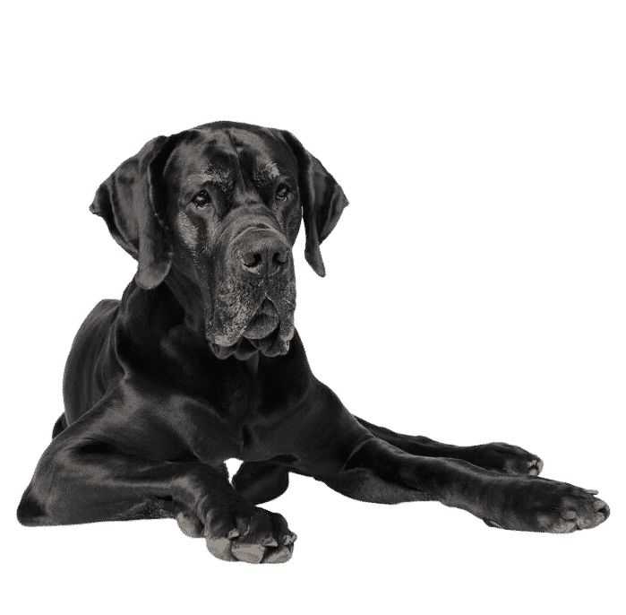 chiens dogues allemands pourquoi en voudriez vous un