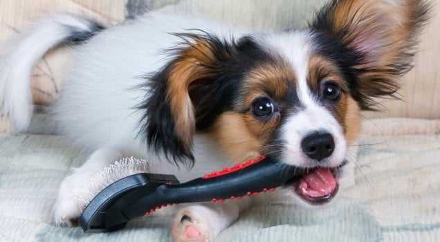 cocker spaniel teething comment aider votre chiot pendant la dentition